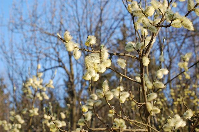 Bílá u Bílého 2009